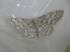 Idaea typicata