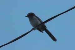 Aphelocoma coerulescens