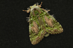 Somera viridifusca