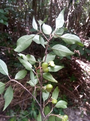 Mostuea brunonis