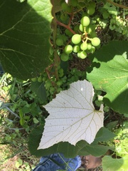 Vitis × labruscana