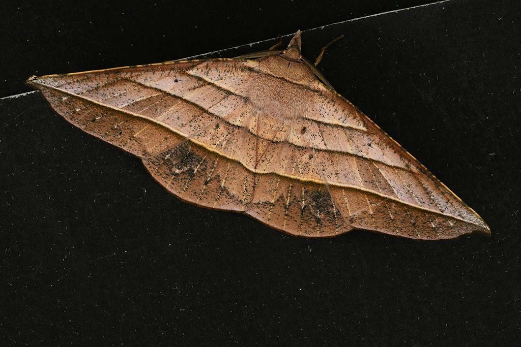 Sarcinodes vultuaria