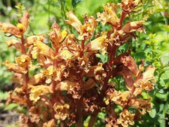 Orobanche alba xanthostigma