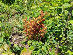 Orobanche alba xanthostigma