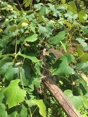 Vitis × labruscana