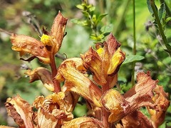 Orobanche alba xanthostigma