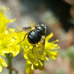 Usia