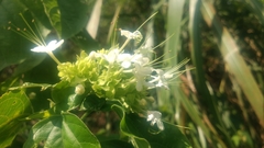 Clerodendrum canescens