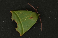Chloephorinae