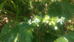 Clerodendrum canescens