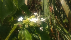 Clerodendrum canescens