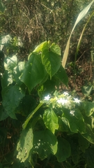 Clerodendrum canescens