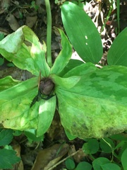 Trillium discolor