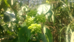 Clerodendrum canescens