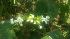Clerodendrum canescens