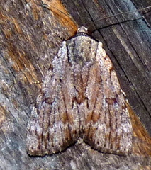 Catocala sordida