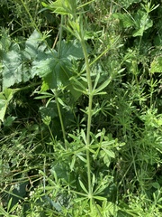 Galium