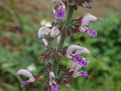 Salvia bowleyana