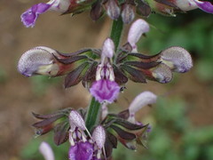 Salvia bowleyana