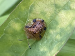 Laccoptera nepalensis