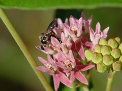 Asclepias rubra