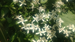 Clematis chinensis