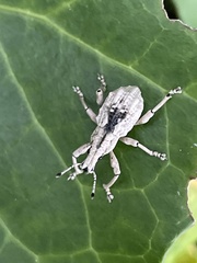 Dermatoxenus caesicollis