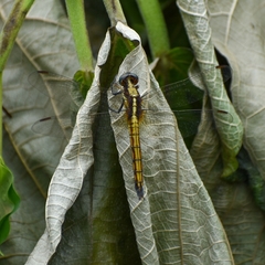Orthetrum triangulare