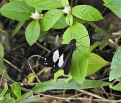 Notocrypta waigensis