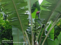 Musa acuminata malaccensis