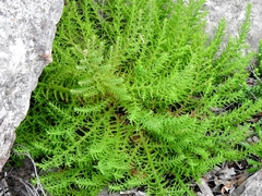 Chloanthes stoechadis