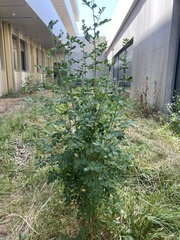 Coronilla valentina glauca