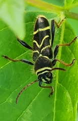 Cyrtoclytus capra