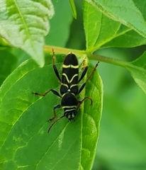 Cyrtoclytus capra