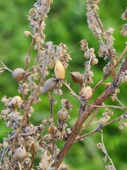 Tephritis brachyura