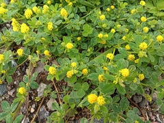 Medicago lupulina