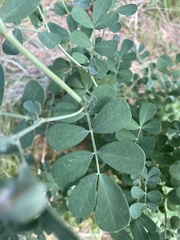 Coronilla valentina glauca
