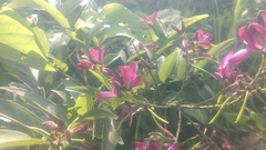 Wisteriopsis reticulata