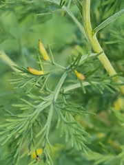 Rhopalomyia foliorum