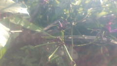 Wisteriopsis reticulata