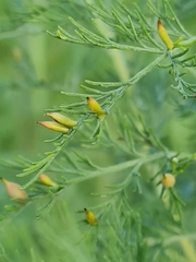 Rhopalomyia foliorum