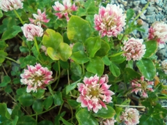 Trifolium hybridum