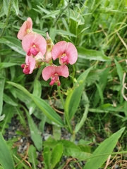 Lathyrus sylvestris