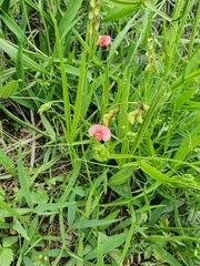 Lathyrus sylvestris