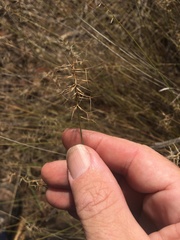 Aristida caput-medusae