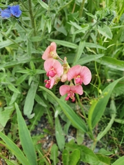 Lathyrus sylvestris