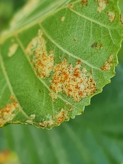 Acalitus brevitarsus