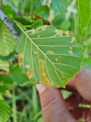 Acalitus brevitarsus