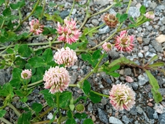 Trifolium hybridum