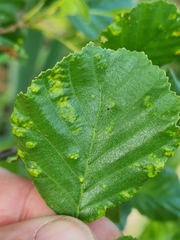 Acalitus brevitarsus